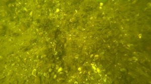 Захватывающее зрелище! Подводная охота на раков.