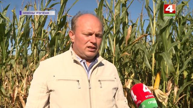 Уборка кукурузы на зерно. 23.09.2020 смотреть онлайн