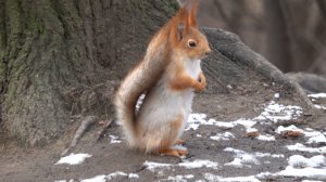 О Белке с глазиком