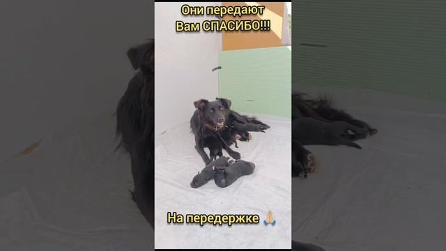Спасибо за помощь в вывозe! Спасeны❤️