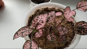 Гипоэстес.Красивый цветок с лиловыми листьями.