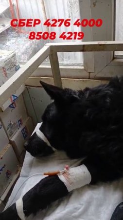 Клещи атакуют!