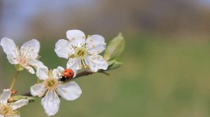 Сборник ЛУЧШИХ Мелодий от которых мурашки по телу! Музыкальный сборник Сергей Грищук