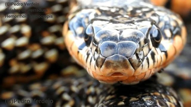 Documental sobre la Culebra de Herradura смотреть онлайн