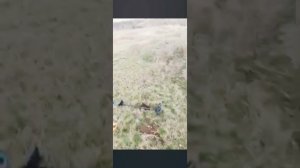 Мой первый коп монет