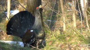 звуки природы