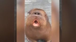 Самые смешные морские жители ))