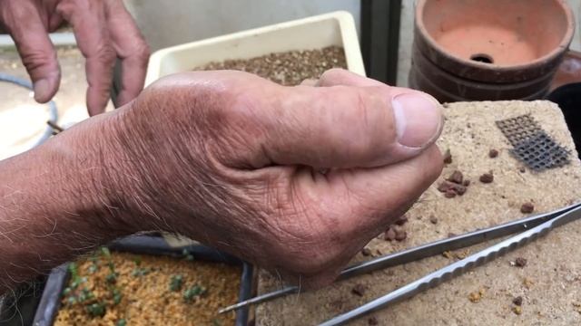 NO1雑木のなかでお王様欅を種から育成して盆栽にします。・やじま園@tane.bonsai смотреть онлайн