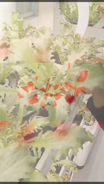 Купить любую гидропонную установку для выращивания микрозелени #shorts смотреть онлайн