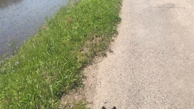 田舎暮らし56 リボベジのジャガイモ植え替え最後にお知らせあります