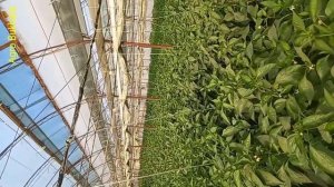 QALAMPIR HOSILDORLIGI N1 SHAKIRA F1, ENG ZO'RI 3 Kg GACHA HOSIL BERADI.