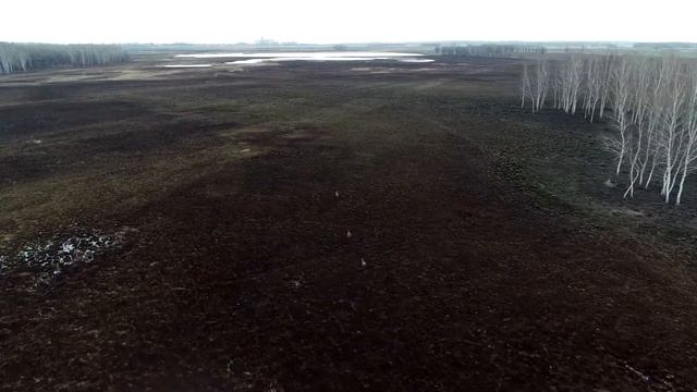 Бегство косуль в сгоревшем заказнике смотреть онлайн