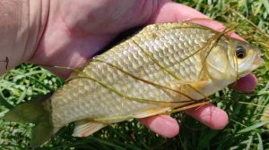 ЛОВЛЯ КАРАСЯ НА ДОНКИ. ЛУЧШАЯ ПРИМАНКА НА КАРАСЯ - ГОРОХ. РЫБАЛКА 2025