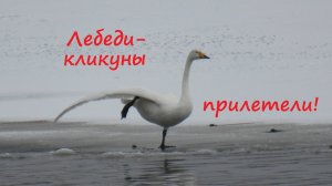 Ура! Лебеди-кликуны вернулись в Питер