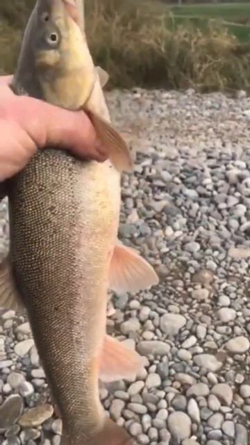 большая красивая рыба Маринка #youtube #рекомендации #world #fishing # смотреть онлайн