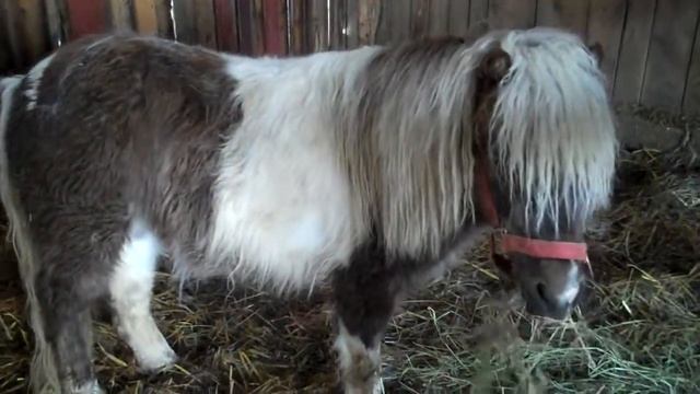 la ferme cn смотреть онлайн