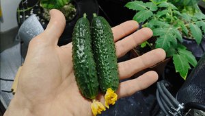 Гидропоника - выращиваю огурцы зимой в Сибири.