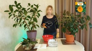 ФОРМИРУЕМ ПЫШНЫЙ КУСТ КАУЧУКОНОСНОГО ФИКУСА.