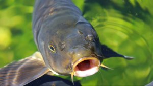 РР4: Ахтуба — Карп, буффало! Русская Рыбалка 4  (75 серия)