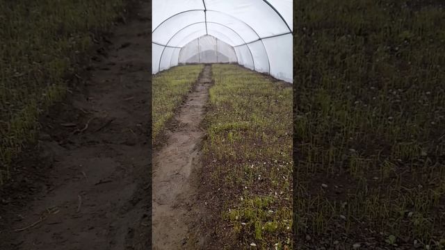 посадка ялтинского лука этап 13 смотреть онлайн