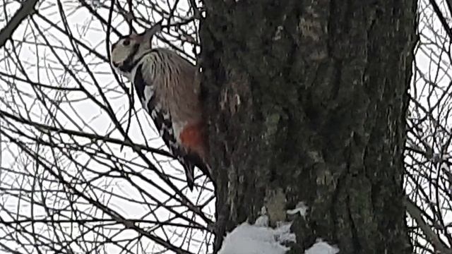 Карелия.Дятел в городе.