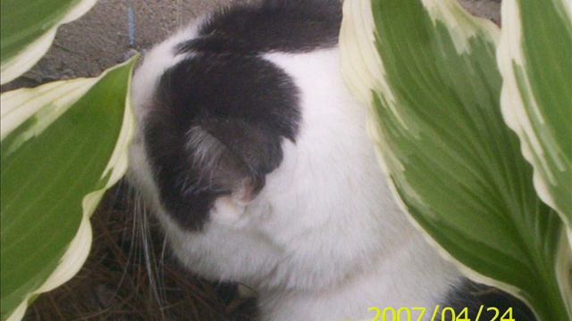 My cat Tiger-Newsboys-Hallelujah смотреть онлайн