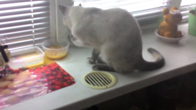 Кошка ест суп смотреть онлайн