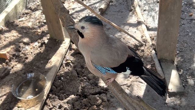 ТРЕТИЙ ЛИШНИЙ 😁 смотреть онлайн