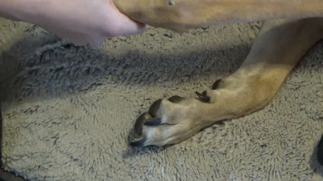 Cooper Dog With Brachial Plexus Avulsion Nerve Injury Custom Leg Carpal Brace смотреть онлайн