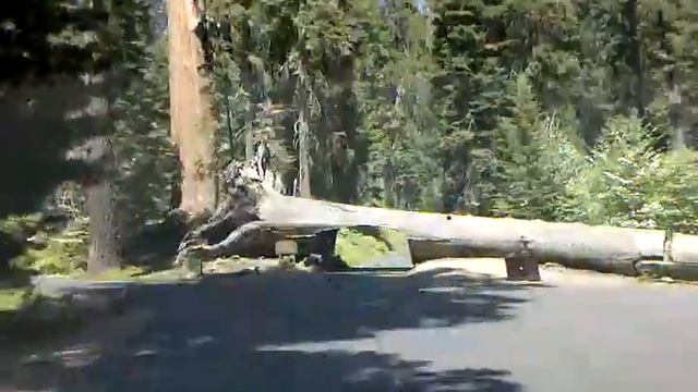 Tunnel Log at Sequoia National Park смотреть онлайн