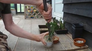 Brasiliopuntia brasiliensis 🌵🌵🌵 #opuntia