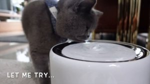 PETKIT EVERSWEET 3 WATER FOUNTAIN REVIEW | KITTICOOPER