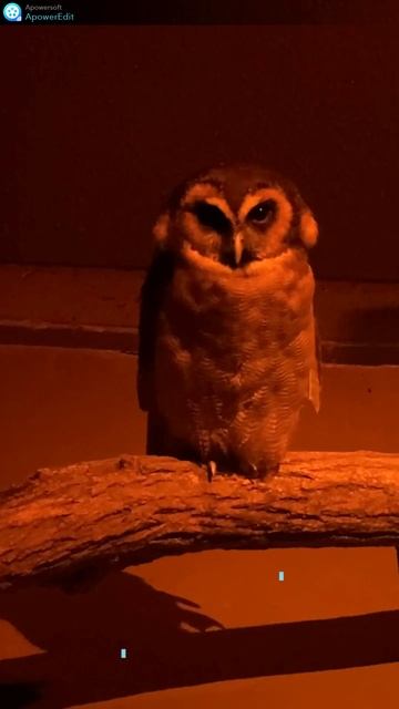 オウフクロウが可愛い　Cute Brown Wood Owl смотреть онлайн