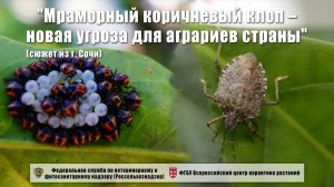 "Мраморный коричневый клоп – новая угроза для аграриев страны" (сюжет из г. Сочи)