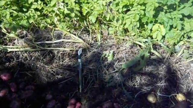 Картофель под соломой по целине. 2015 год смотреть онлайн