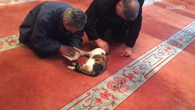 Man opens Mosque doors for stray cats, melting hearts worldwide смотреть онлайн
