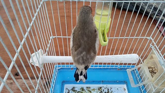 Щегол смотреть онлайн