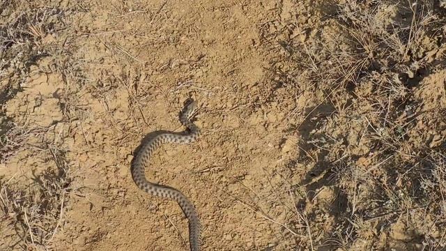 Гюрза и Водяной уж. 12 ноября 2023 смотреть онлайн