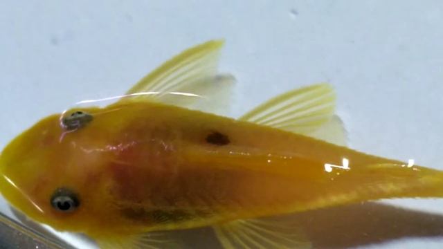 18 января 2022 г.(2) смотреть онлайн