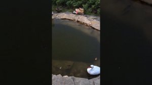 Рыбки в дачном пруду