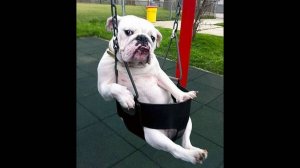 Подборка смешных видео и приколов