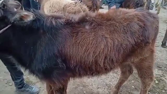 Гулистон бозор смотреть онлайн