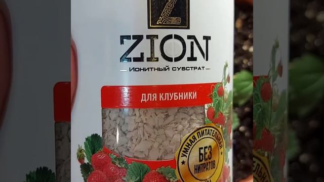 Научу выращивать клубнику круглый год🍓🍓🍓 смотреть онлайн
