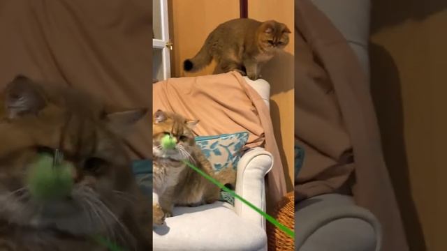 СКОЛЬКО КОШЕК ПОПАЛО В КАДР? ВЕЧЕРНИЕ ИГРЫ БРИТАНЦЕВ MimisolCats смотреть онлайн