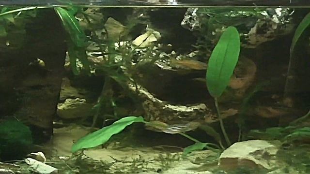 aquarium paludarium vivarium riparium waterfall update maart 2014