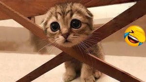 Самый смешной клип про кошек и собак 2025 года😼🐶Попробуйте не засмеяться😜