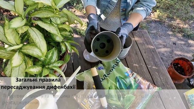 Загальні правила пересаджування дифенбахії