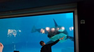 Косатка в Москвариуме