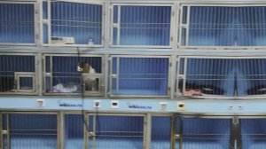 Стационар для животных. Зачем? Для чего? Как выбрать?