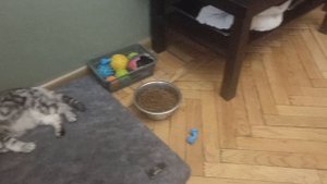 ПИТОМЦЫ В ДОМЕ.